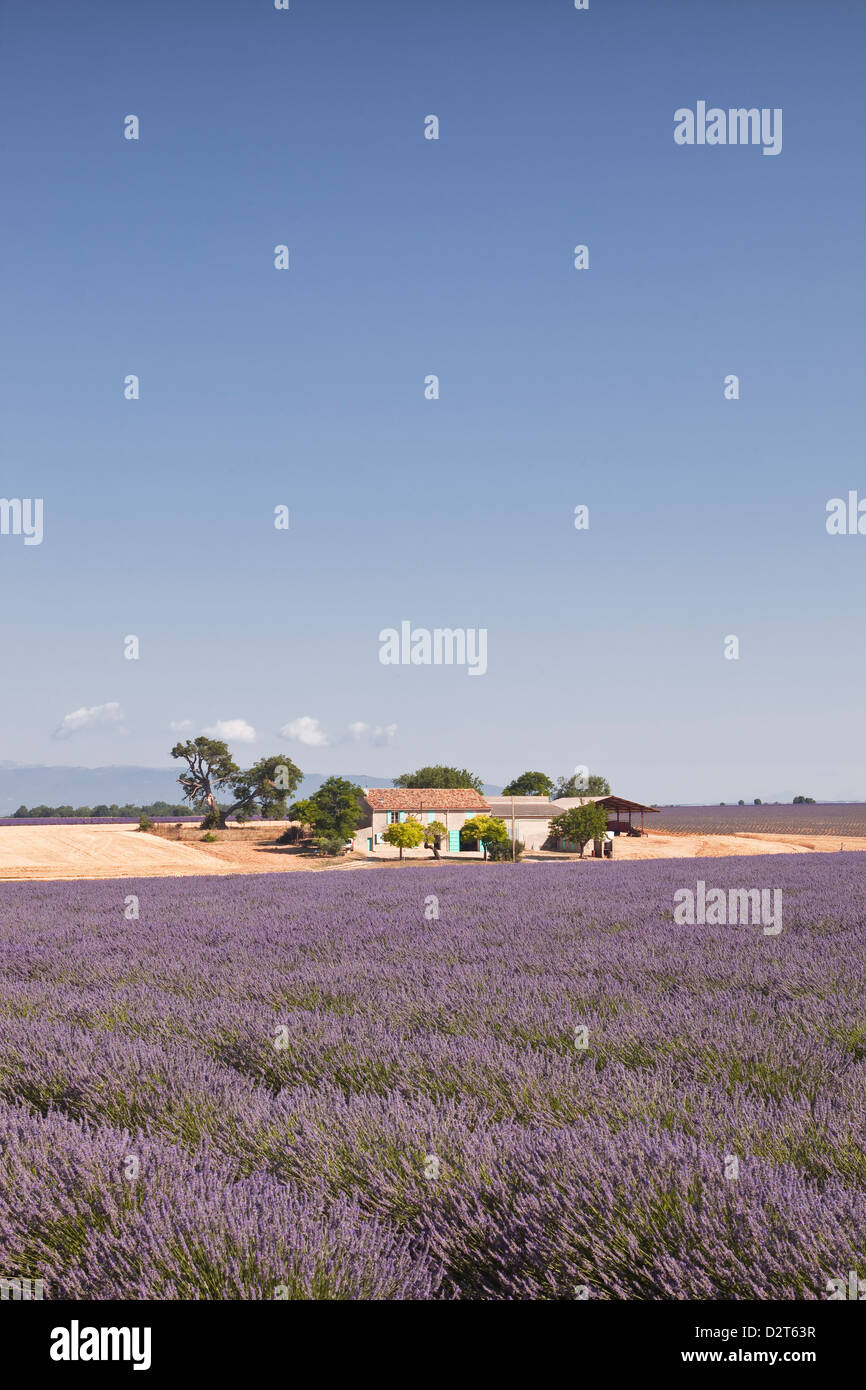 Ein Haus unter Lavendelfelder auf das Plateau de Valensole, Alpes-de-Haute-Provence, Provence, Frankreich, Europa Stockfoto