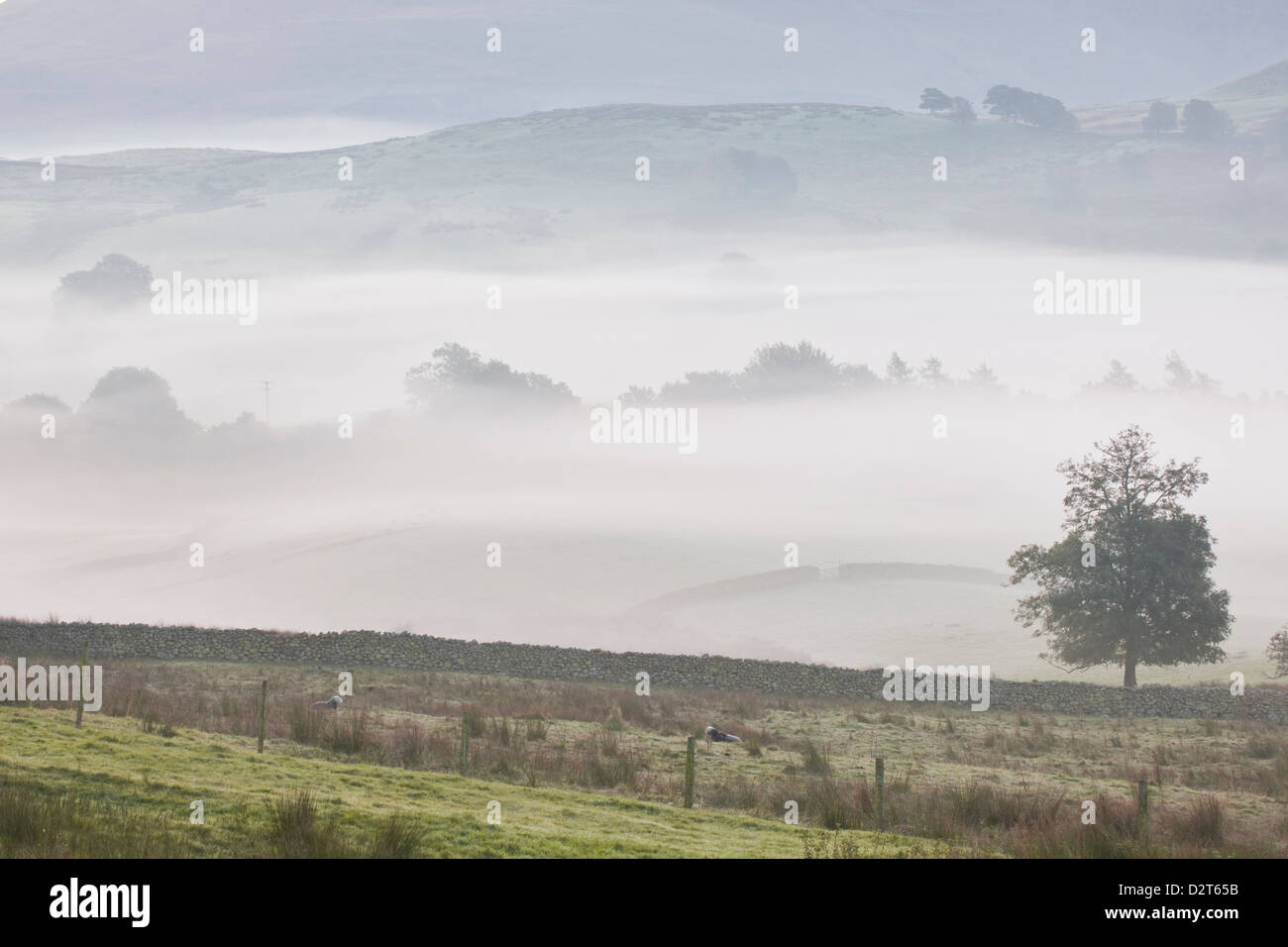 Ein starker Nebel im Tal, unterhalb der hohen Rigg im Lake District National Park, Cumbria, England, Vereinigtes Königreich, Europa Stockfoto