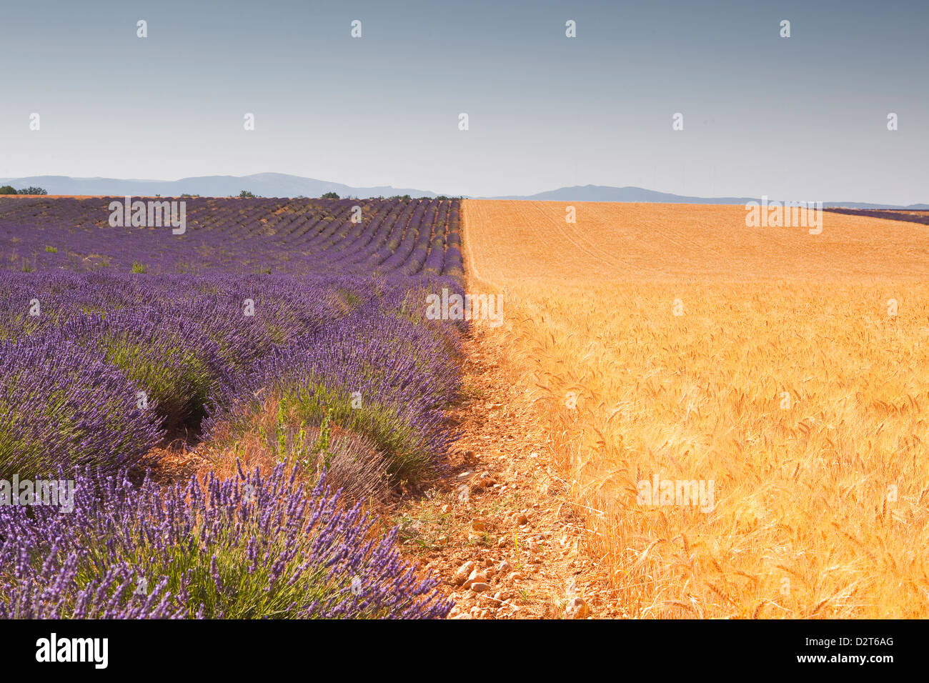 Lavendel und Weizenanbau nebeneinander auf dem Plateau de Valensole in Provence, Frankreich Stockfoto