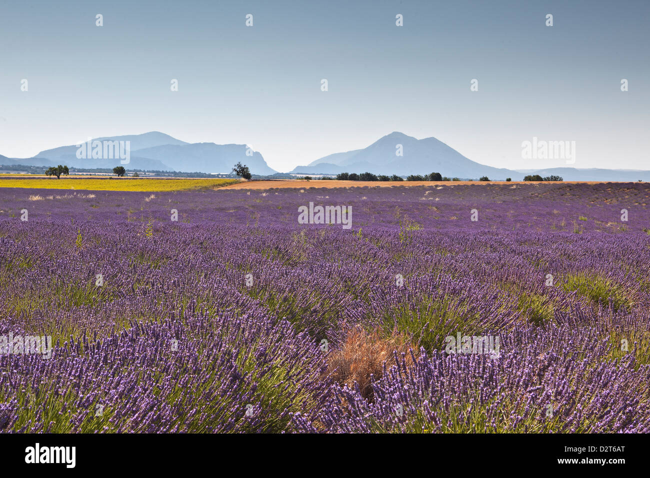 Lavendel wächst auf dem Plateau de Valensole in Provence, Frankreich Stockfoto