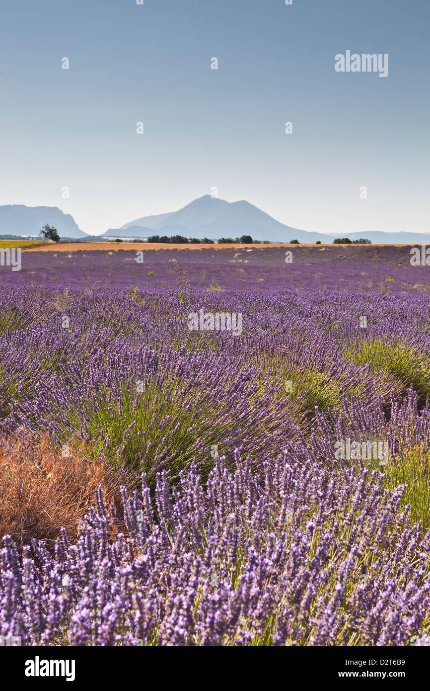 Lavendel wächst auf dem Plateau de Valensole in Provence, Frankreich Stockfoto