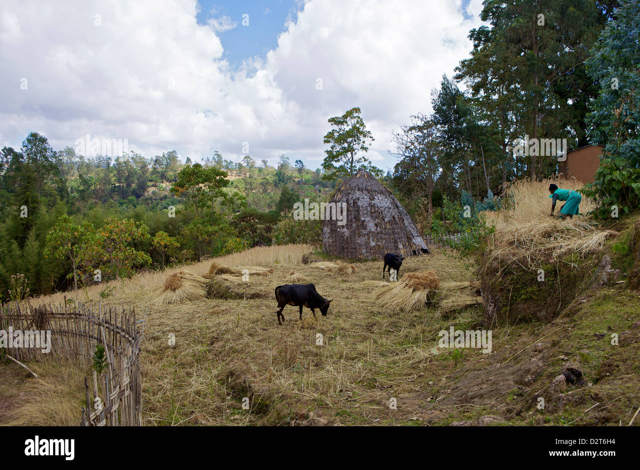 Urige Hütten, Omo Region, Chencha, Dorze, Äthiopien, Afrika Stockfoto