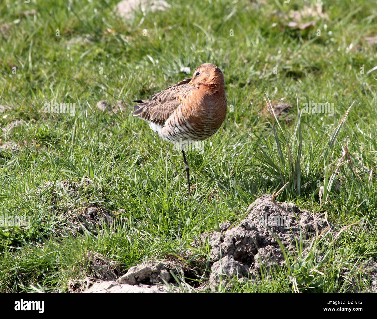 Schwarzen tailed Uferschnepfe (Limosa Limosa) ruht auf einer Wiese, zurückgezogen Rechnung, posiert auf einem Bein Stockfoto