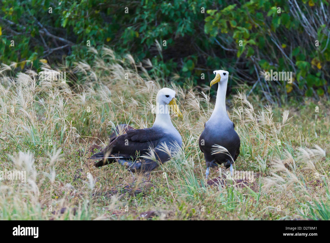 Winkte Albatros (Diomedea Irrorata) Balz Display, Espanola Insel, Galapagos-Inseln, Ecuador Stockfoto