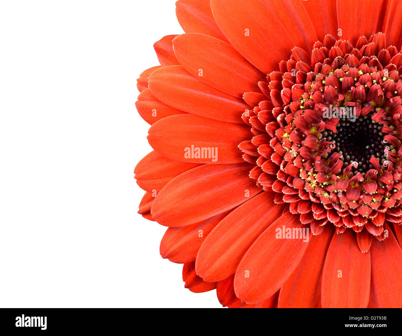 Roten Ringelblume Blume Teil isoliert auf weißem Hintergrund Stockfoto
