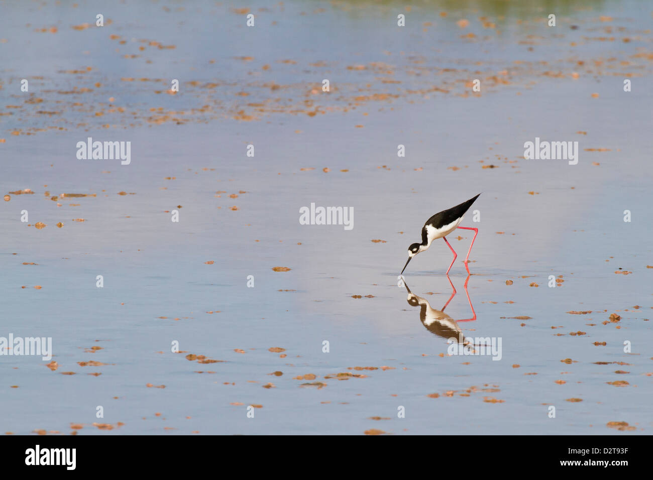 Erwachsenen Schwarzhals-Stelzenläufer (Himantopus Mexicanus), waten und Fütterung, Punta Cormorant, Floreana Insel, Galapagos, Ecuador Stockfoto