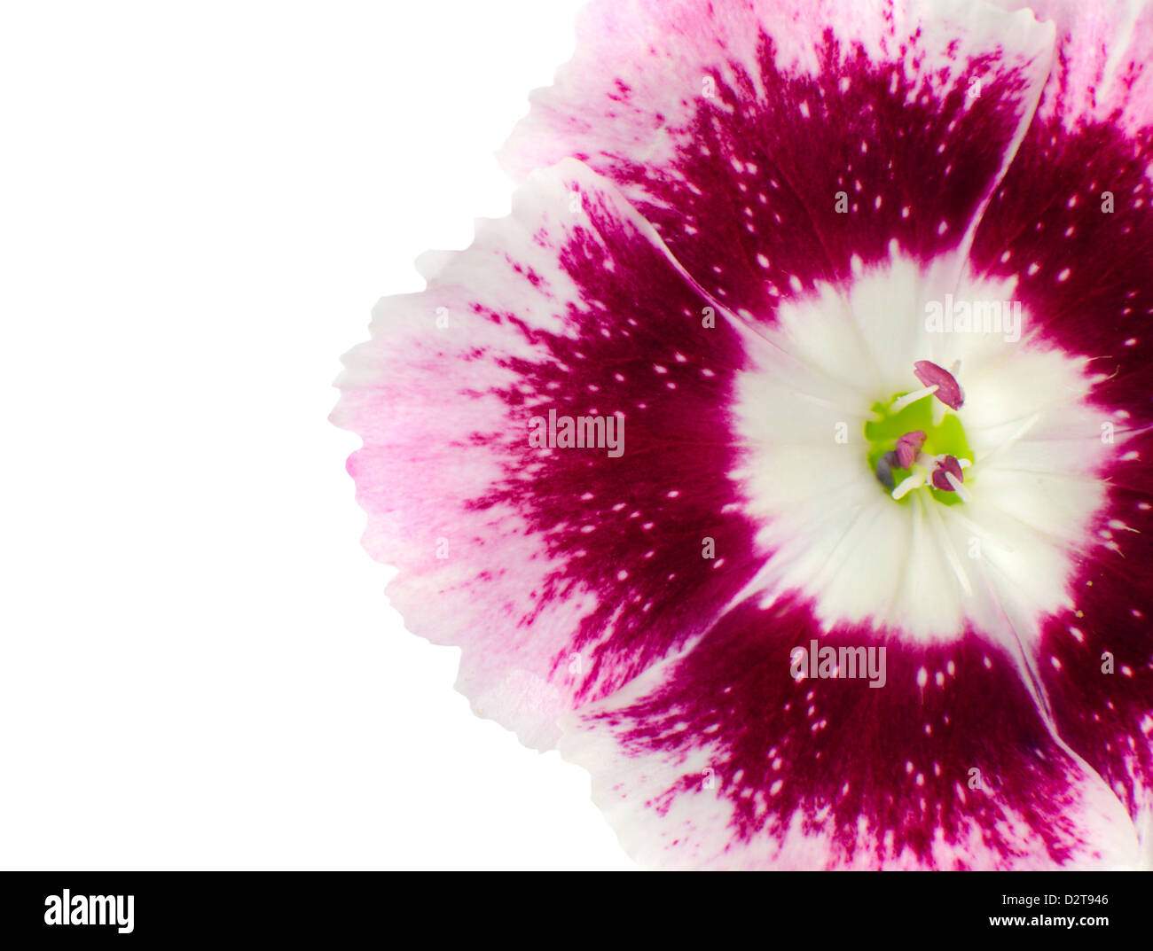 Teil des rosa Dianthus Blume, Isolated on White Background Stockfoto