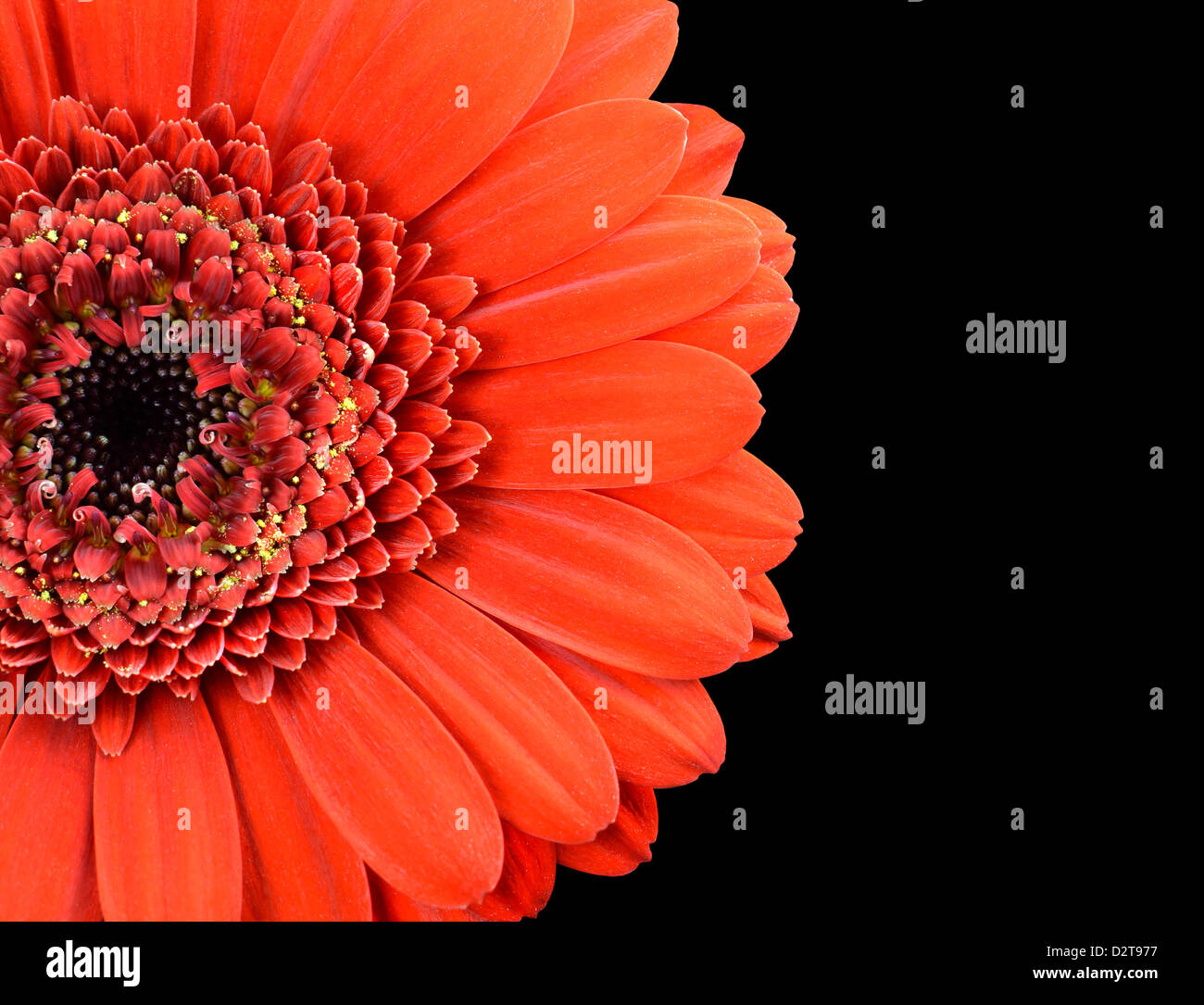 Roten Ringelblume-Blume-Teil auf schwarzem Hintergrund isoliert Stockfoto