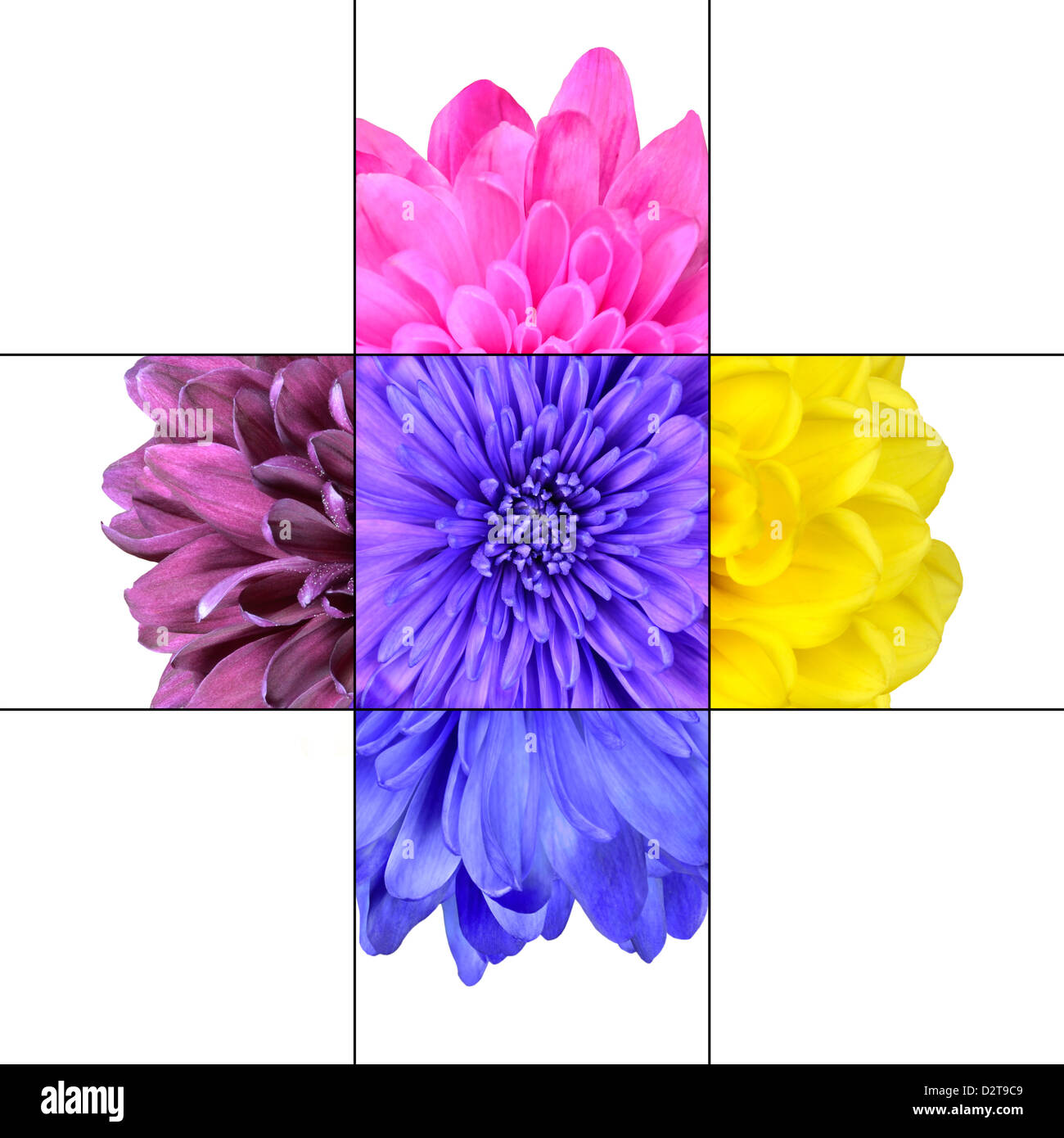 Bunte Chrysanthemenblüte Mosaikdesign, das aus 9 Quadraten auf 3 x 3-Raster mit Teilen der Chrysanthemenblüte besteht. Stockfoto