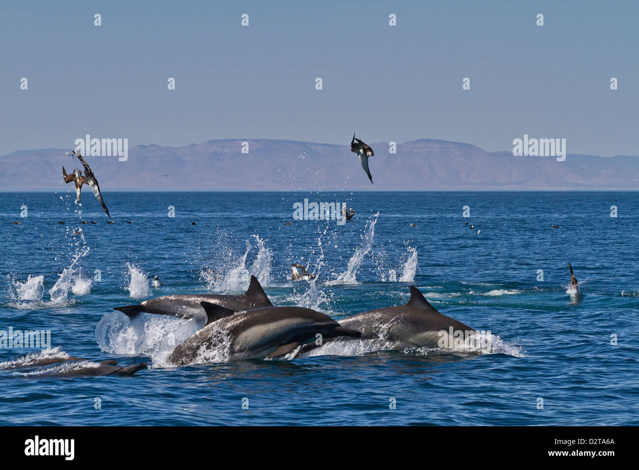 Langem Schnabel gemeine Delfine füttern, Golf von Kalifornien (Sea of Cortez), Baja California, Mexiko Stockfoto