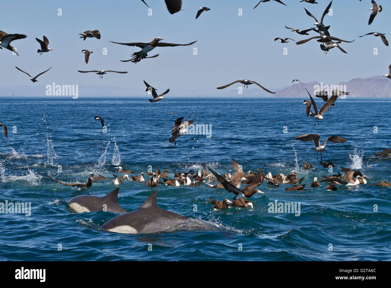 Langem Schnabel gemeine Delfine füttern, Golf von Kalifornien (Sea of Cortez), Baja California, Mexiko Stockfoto