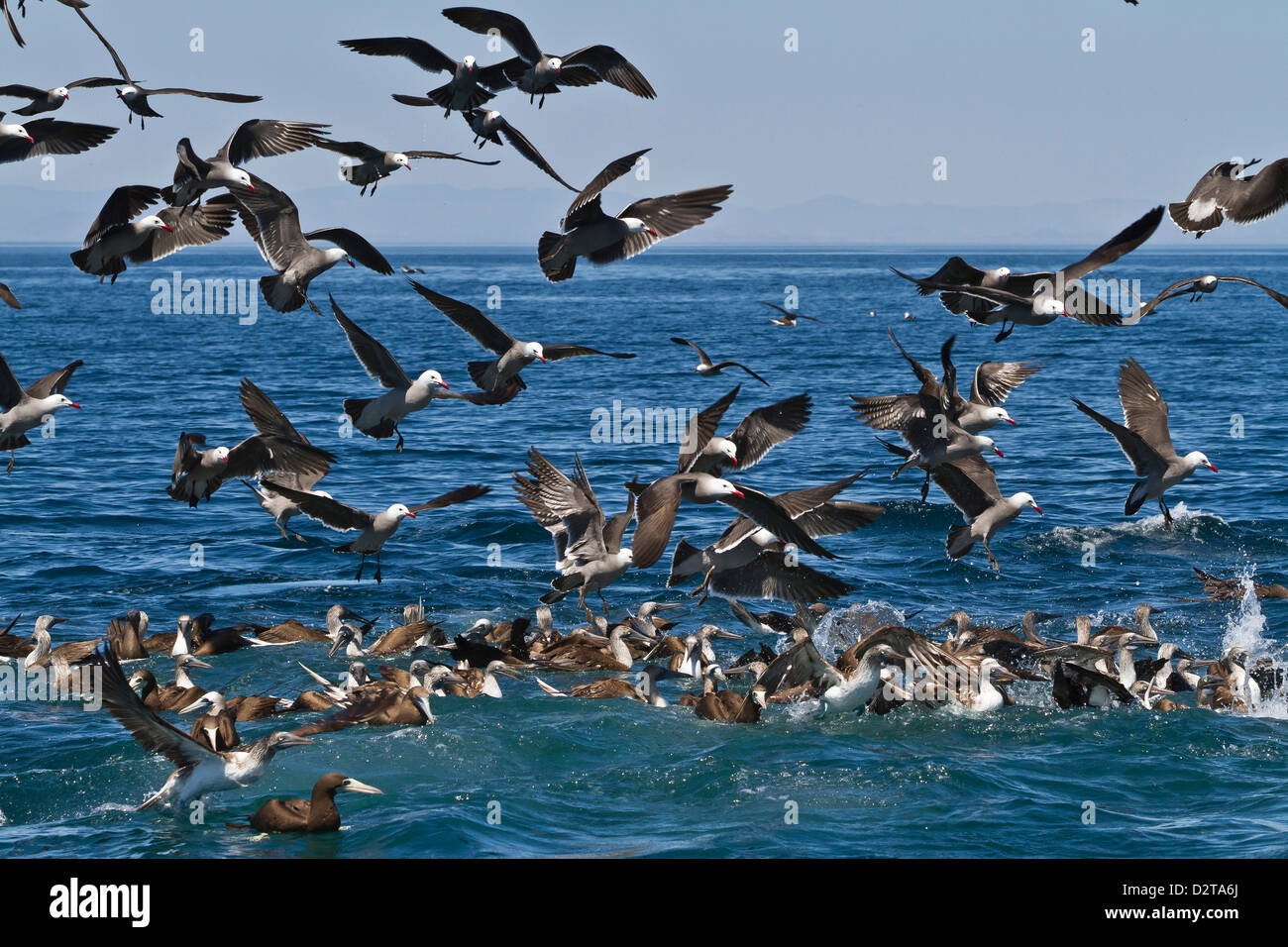 Langem Schnabel gemeine Delfine füttern, Golf von Kalifornien (Sea of Cortez), Baja California, Mexiko Stockfoto