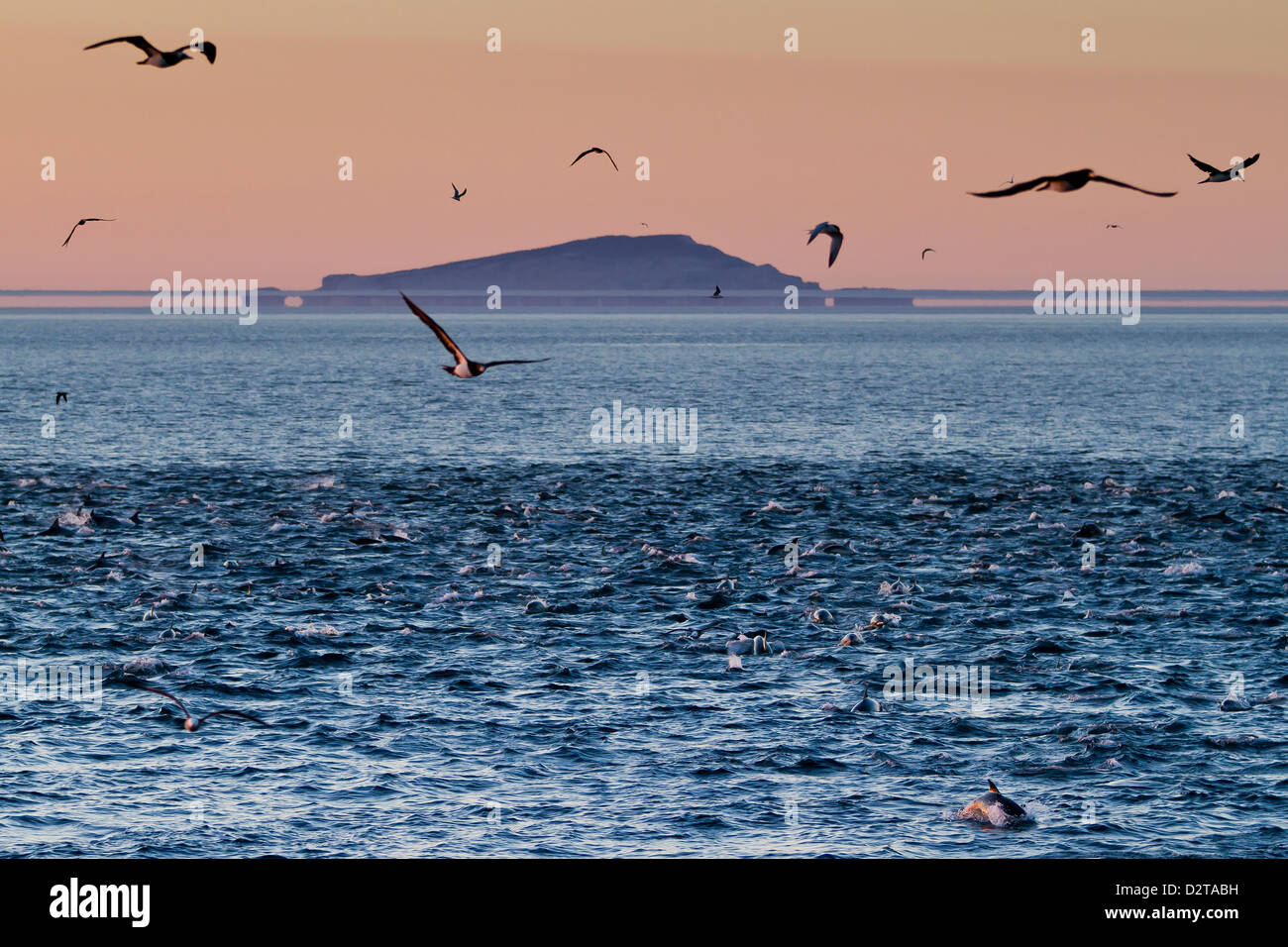 Sunrise Fata Morgana mit Delfinen und Vögel, Isla San Pedro Martir, Golf von Kalifornien, Baja California, Mexiko Stockfoto