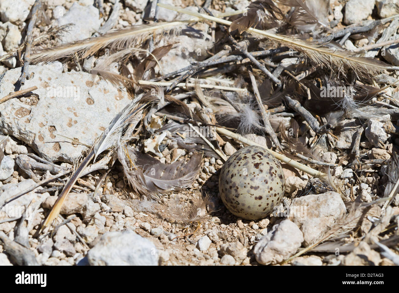 Heermann Möwe (Larus Heermanni) nest mit Ei, Isla Rasa, Golf von Kalifornien (Sea of Cortez), Mexiko, Nordamerika Stockfoto