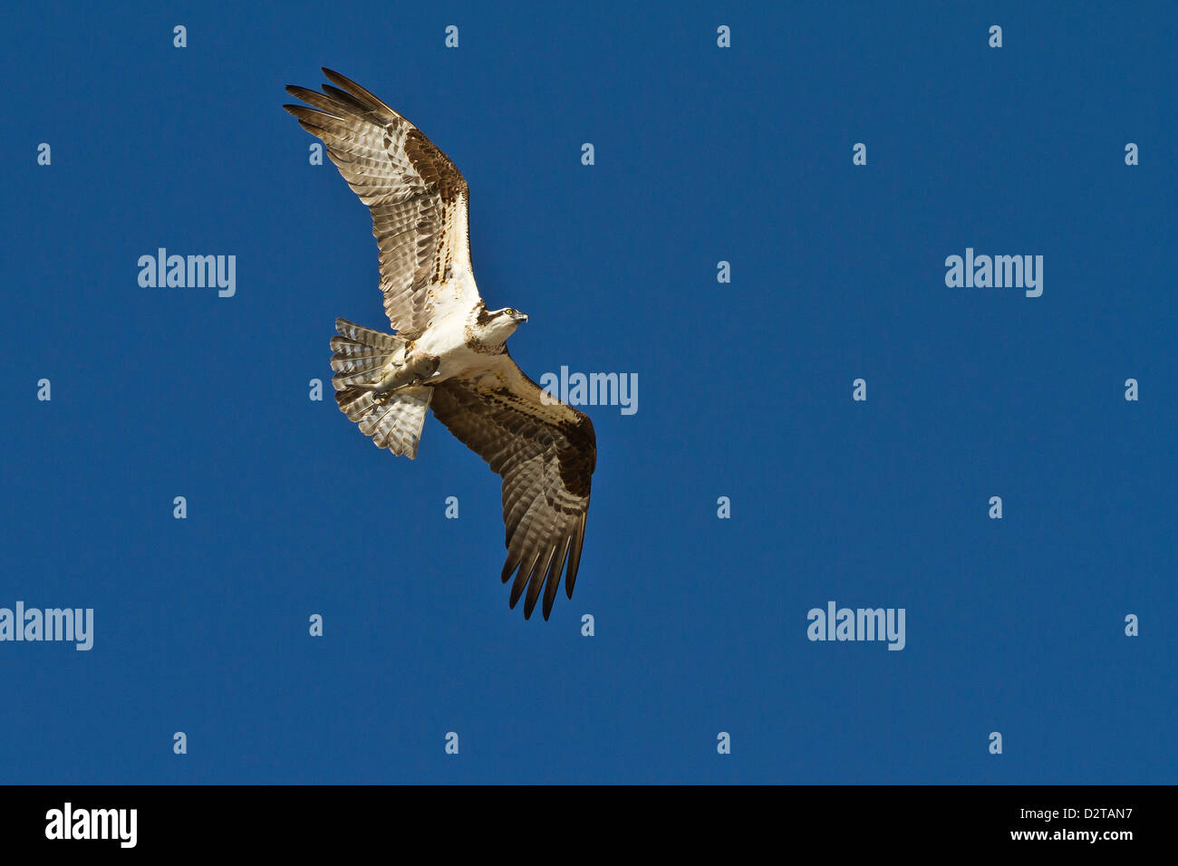 Erwachsenen Fischadler (Pandion Haliaetus) mit Fisch, Golf von Kalifornien (Sea of Cortez) Baja California Sur, Mexiko, Nordamerika Stockfoto