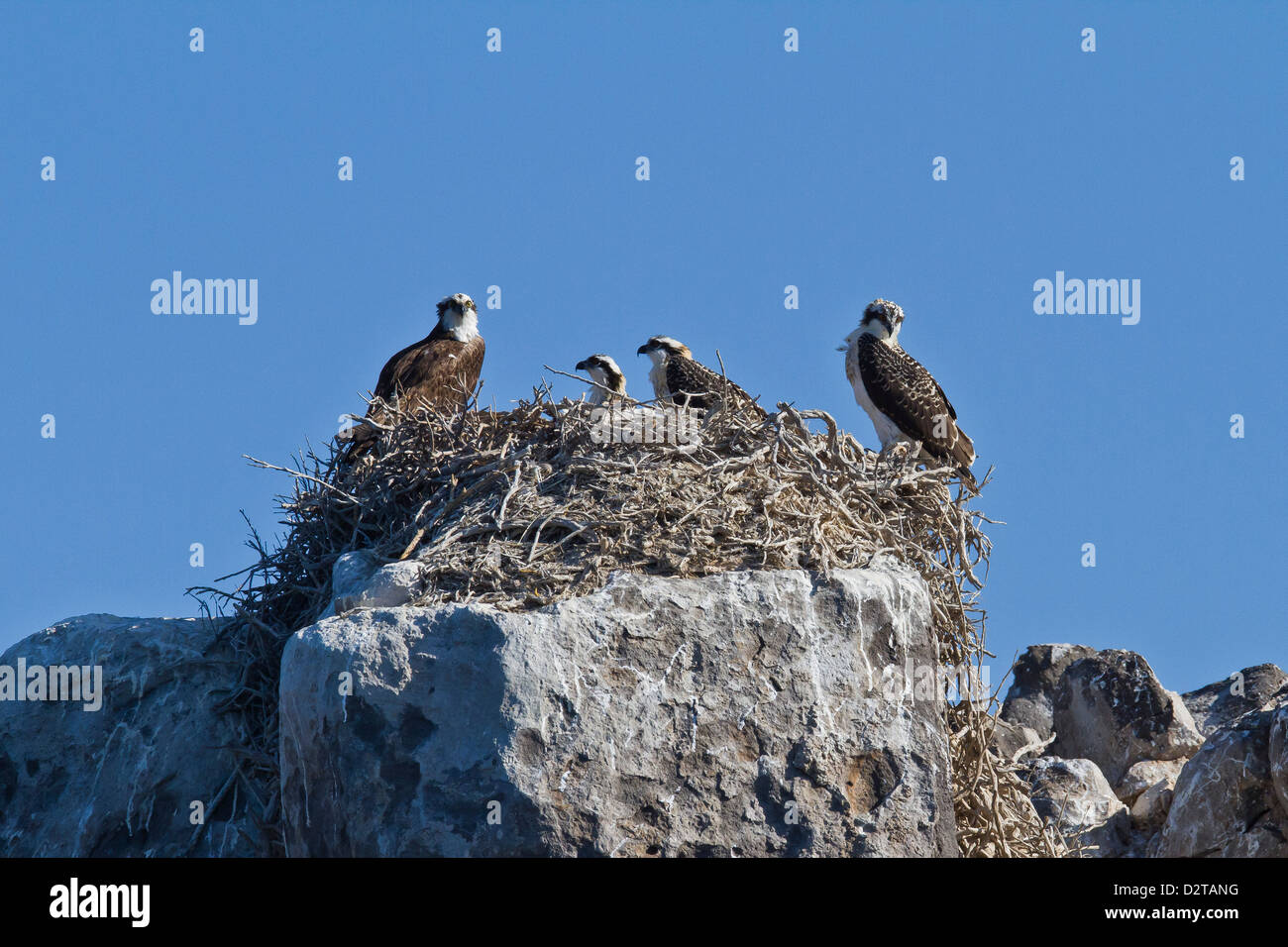 Erwachsenen Fischadler (Pandion Haliaetus) mit drei Küken, Golf von Kalifornien (Sea of Cortez) Baja California Sur, Mexiko Stockfoto