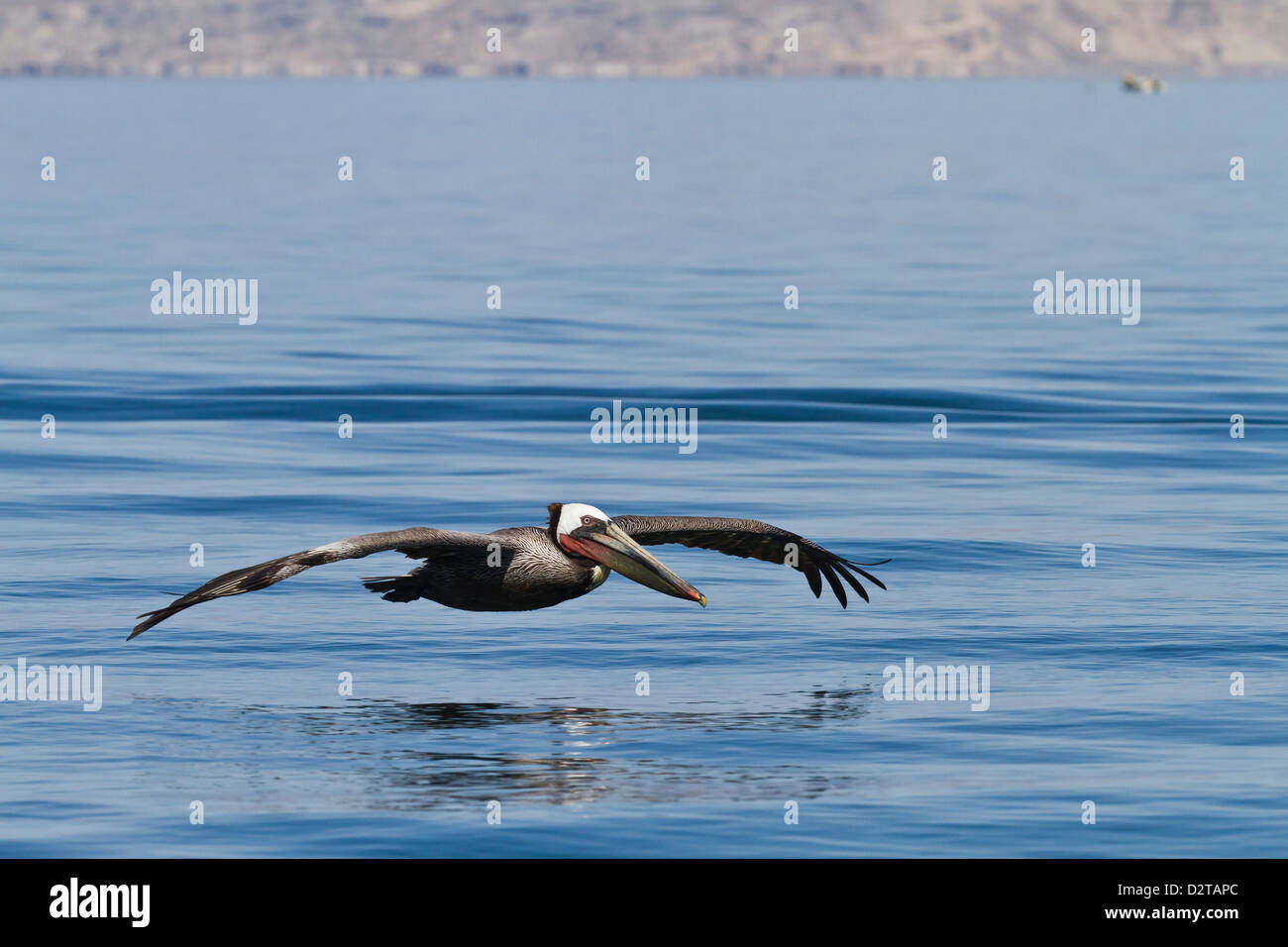 Erwachsenen braune Pelikan (Pelecanus Occidentalis), Golf von Kalifornien (Sea of Cortez), Baja California, Mexiko, Nordamerika Stockfoto