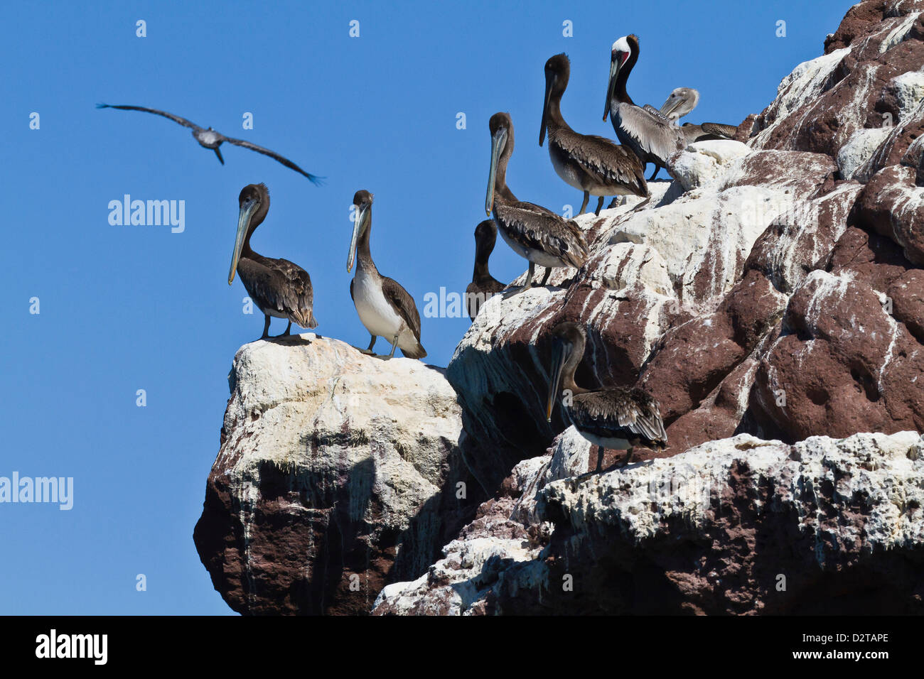 Braune Pelikane (Pelecanus Occidentalis), Golf von Kalifornien (Sea of Cortez), Baja California, Mexiko, Nordamerika Stockfoto
