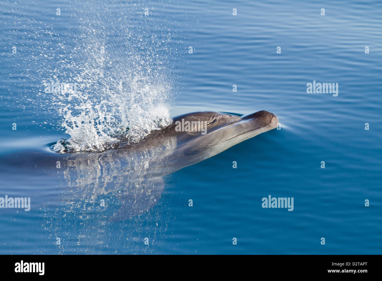 Bottlenose Dolphin, Isla San Pedro Martir, Golf von Kalifornien (Sea of Cortez), Baja California Norte, Mexiko Stockfoto
