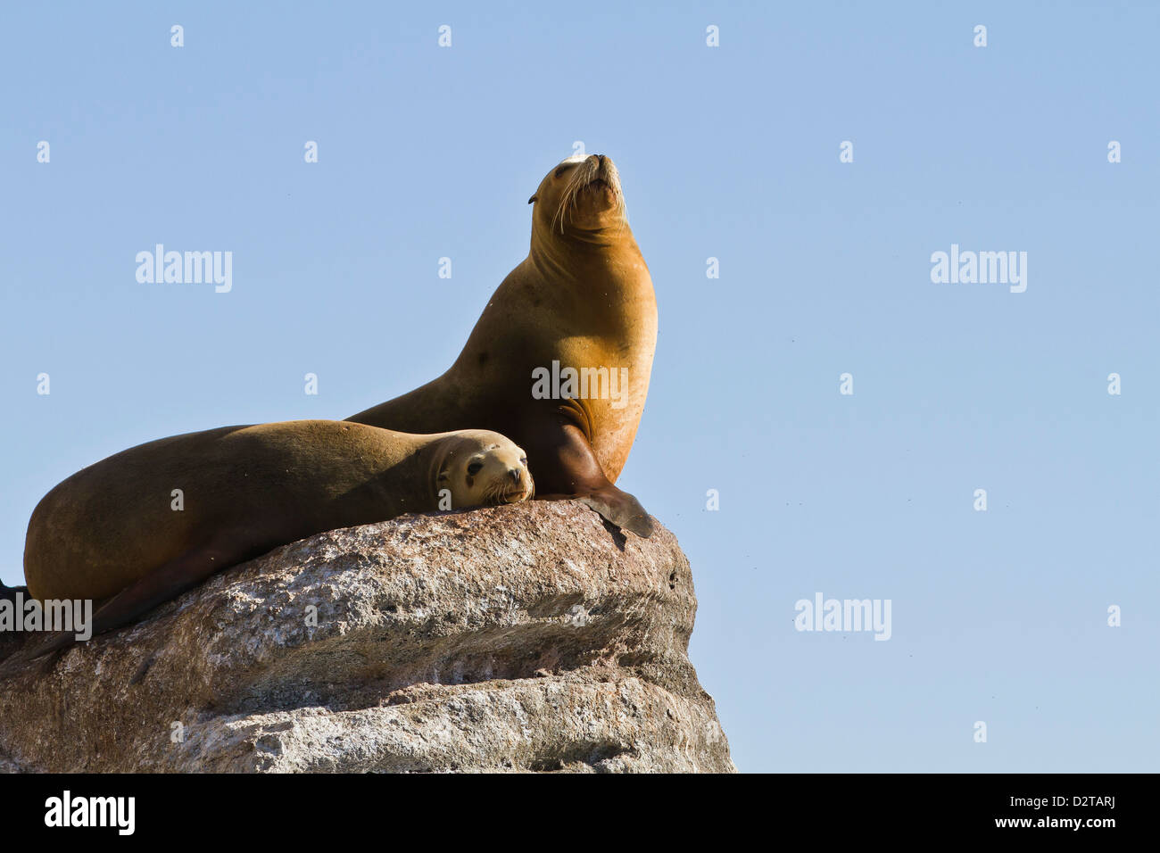 Kalifornische Seelöwe (Zalophus Californianus), Los Islotes, Golf von Kalifornien (Sea of Cortez), Baja California Sur, Mexiko Stockfoto