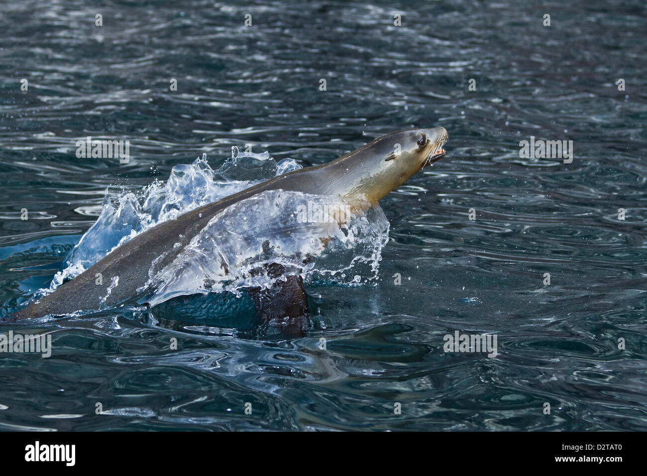 California Seelöwen Porpoising, Los Islotes, Golf von Kalifornien (Sea of Cortez), Baja California Sur, Mexiko Stockfoto