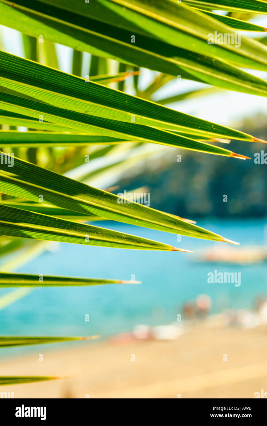 Grüne Palme Baum Blatt Hintergrund Stockfoto