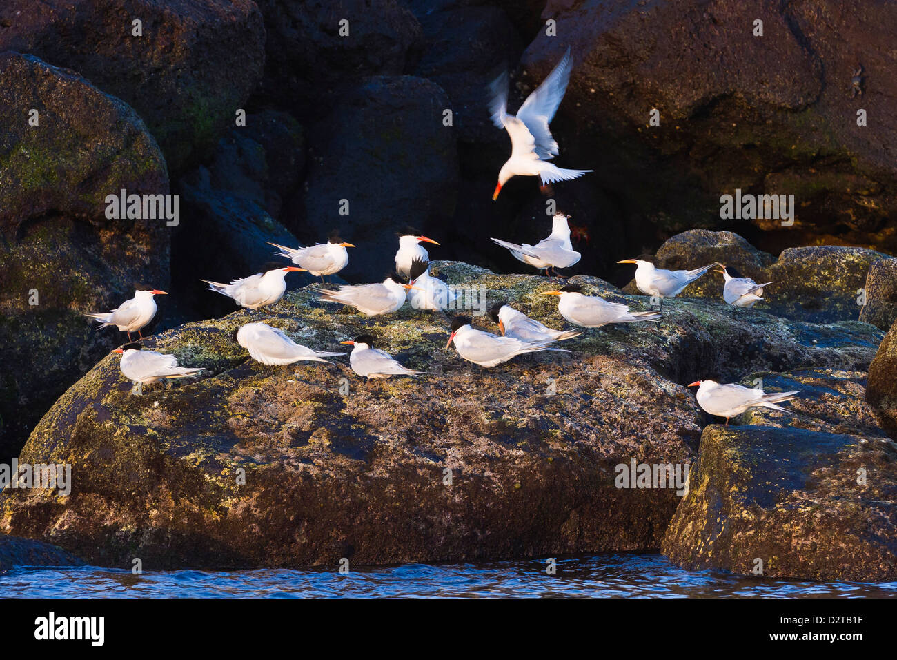 Elegante Seeschwalben (Thalasseus Elegans), Isla Rasa, Golf von Kalifornien (Sea of Cortez), Baja California, Mexiko, Nordamerika Stockfoto