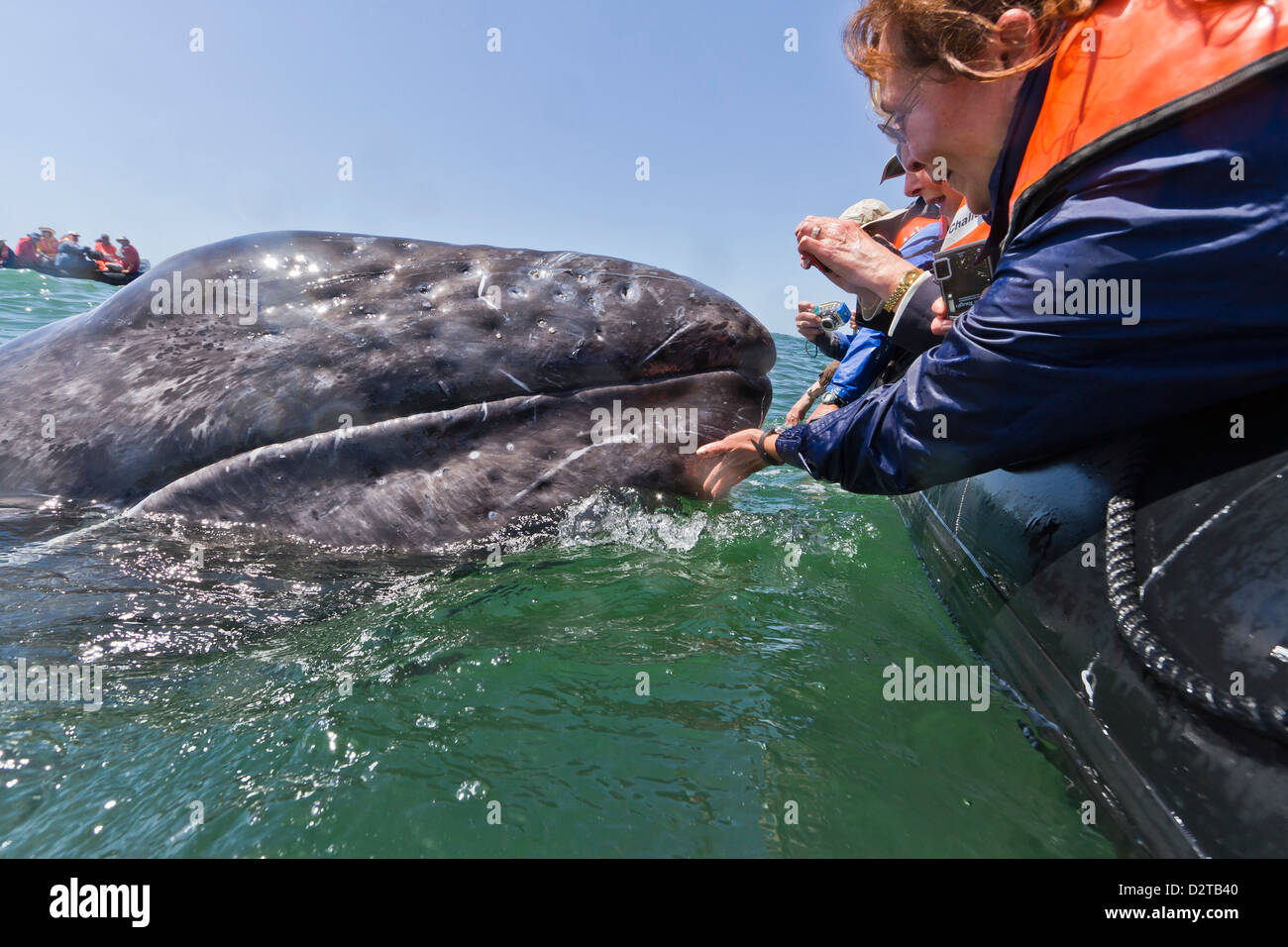 California Grauwal (Eschrichtius Robustus) und aufgeregt Wal-Beobachter, San Ignacio Lagune, Baja California Sur, Mexiko Stockfoto