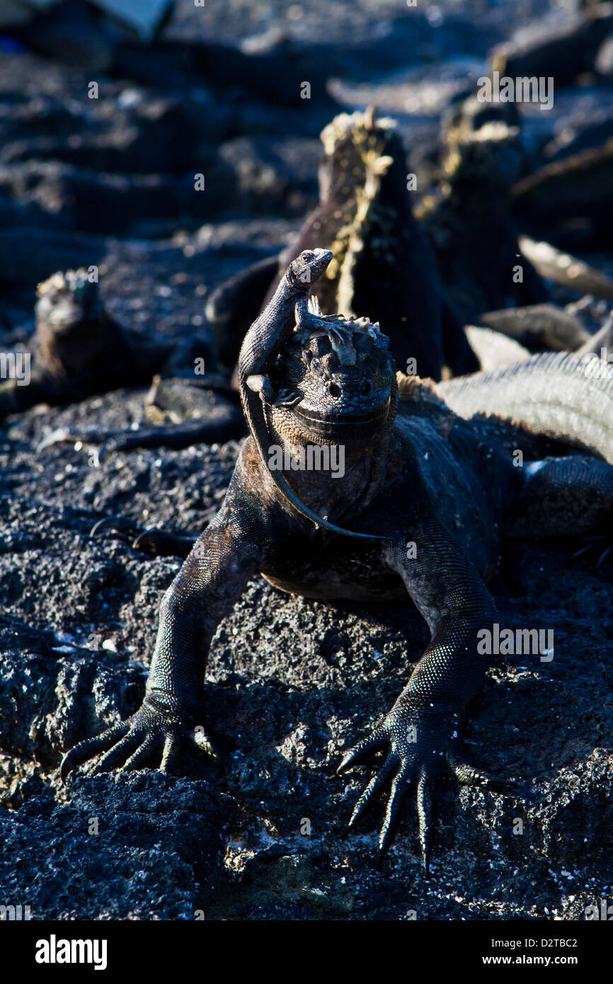 Galapagos marine Iguana (Amblyrhynchus Cristatus), Fernandina Insel, Galapagos-Inseln, Ecuador Stockfoto