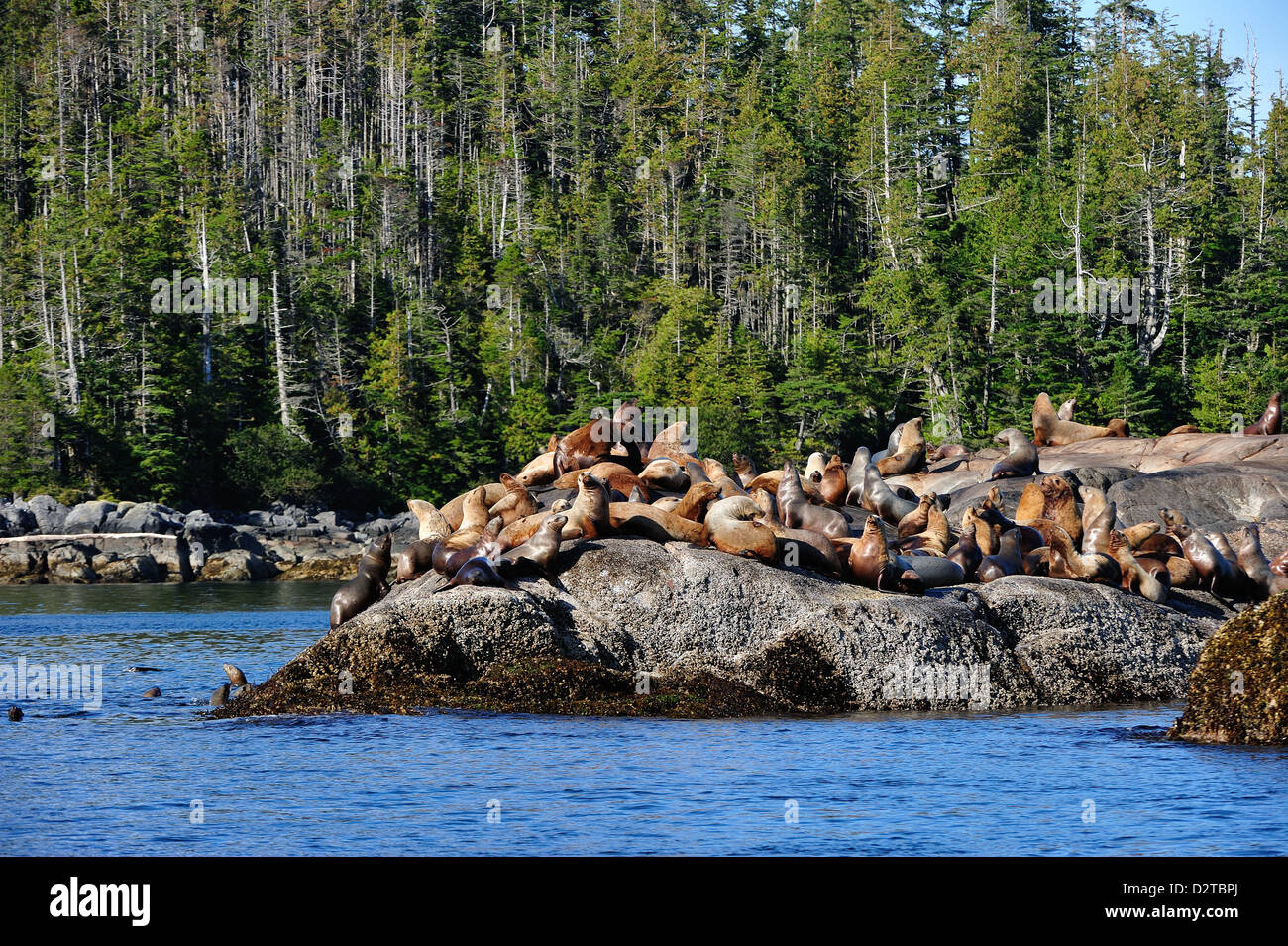 Seelöwen im Great Bear Rainforest, Britisch-Kolumbien, Kanada, Nordamerika Stockfoto