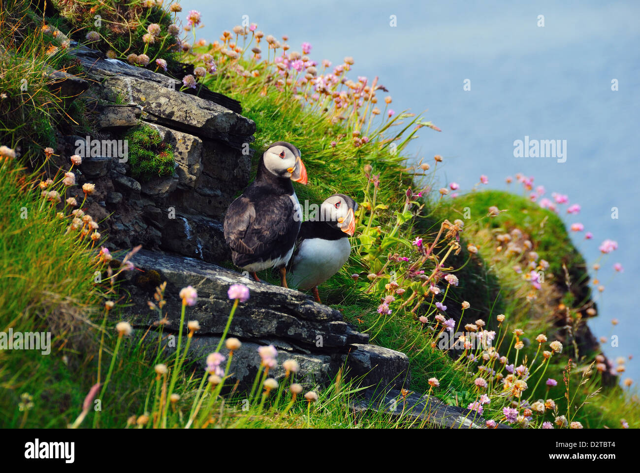 Zwei Papageientaucher, Westray, Orkney Inseln, Schottland, Vereinigtes Königreich, Europa Stockfoto