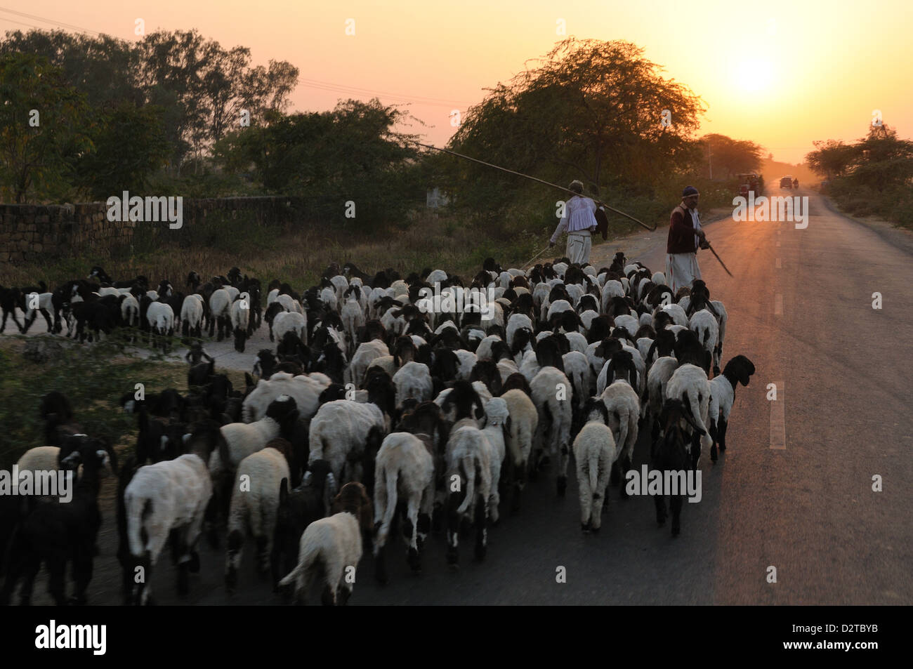 Hirten und Herde wieder zu Hause, wenn die Sonne untergeht, Gujarat, Indien, Asien Stockfoto
