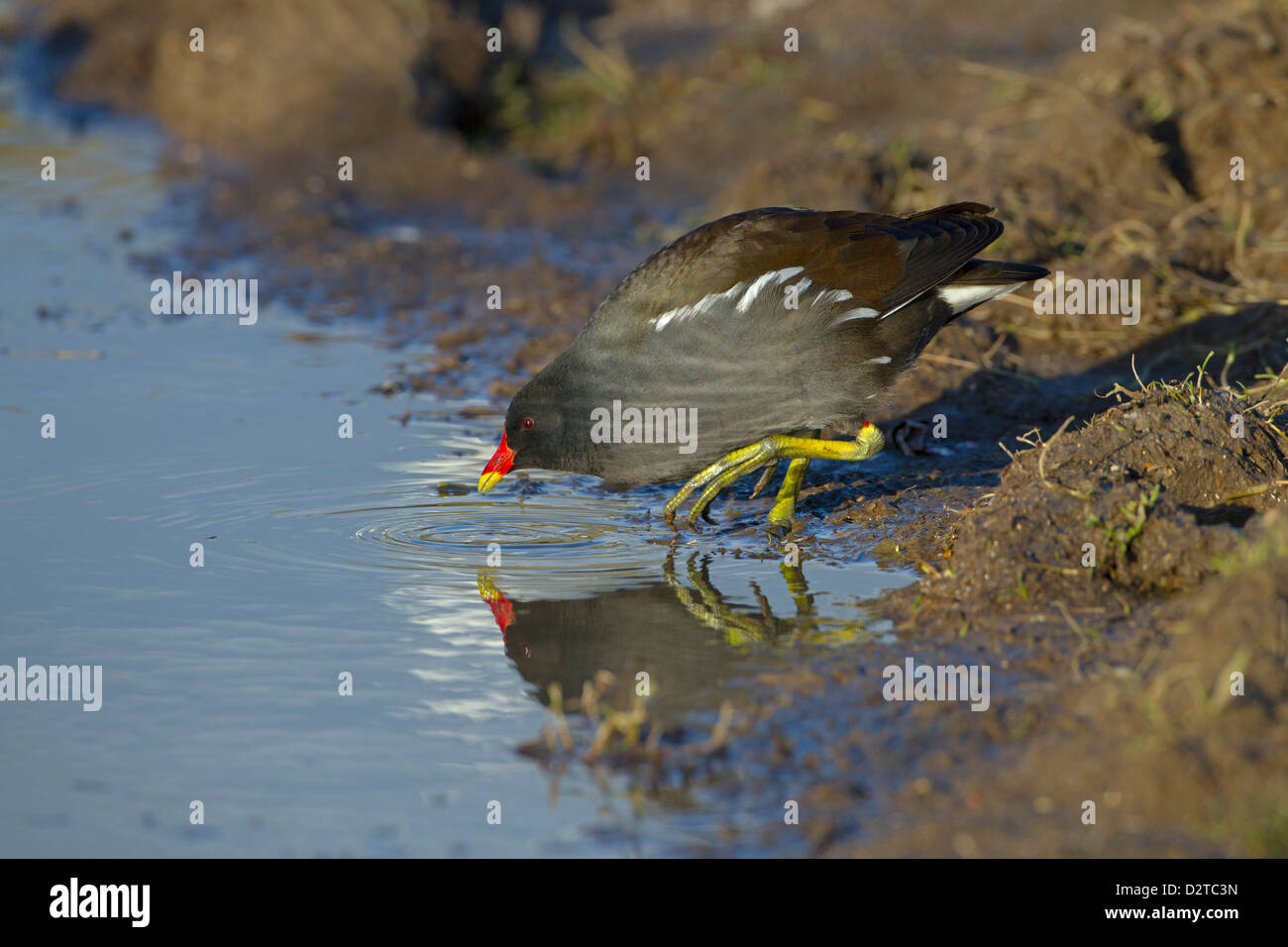 Sumpfhuhn Gallinula chloropus an cley Naturschutzgebiet Norfolk Stockfoto