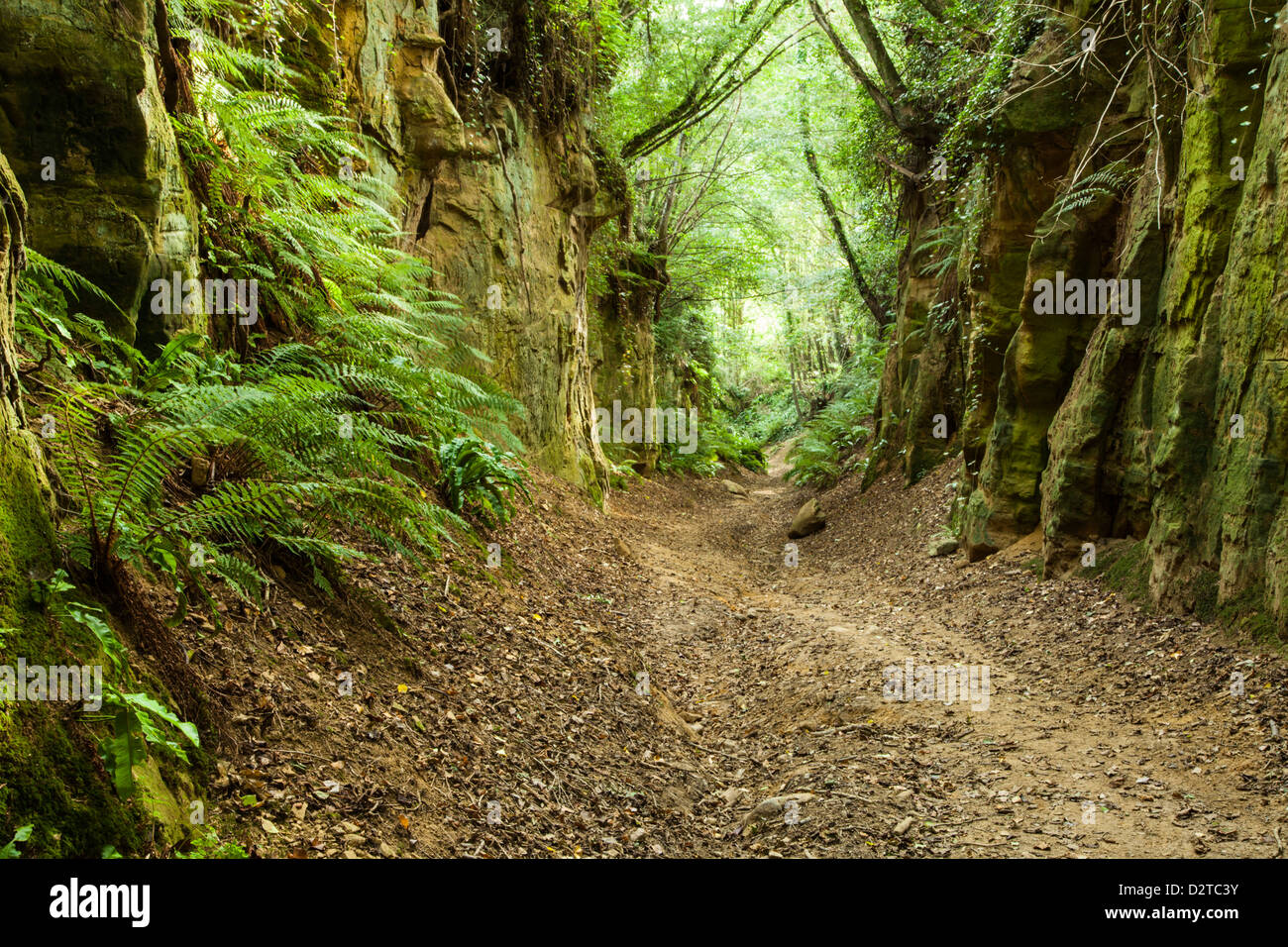 Eine alte Holloway (Hölle Lane) schneidet einen tiefen Weg zwischen den Dörfern Symondsbury und North Chideock in West Dorset, England Stockfoto