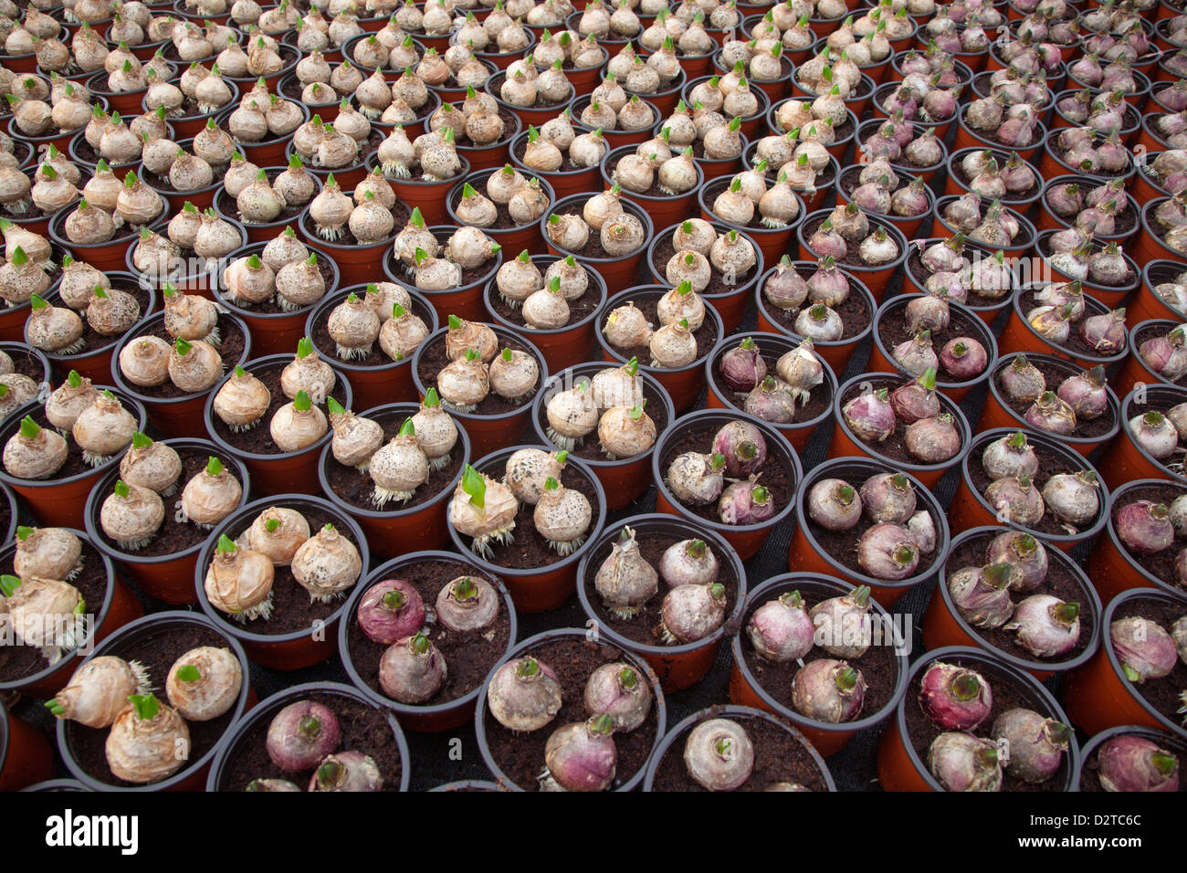 Topfpflanzen Hyazinthe Zwiebeln im Garten Baumschule Ende Januar Stockfoto