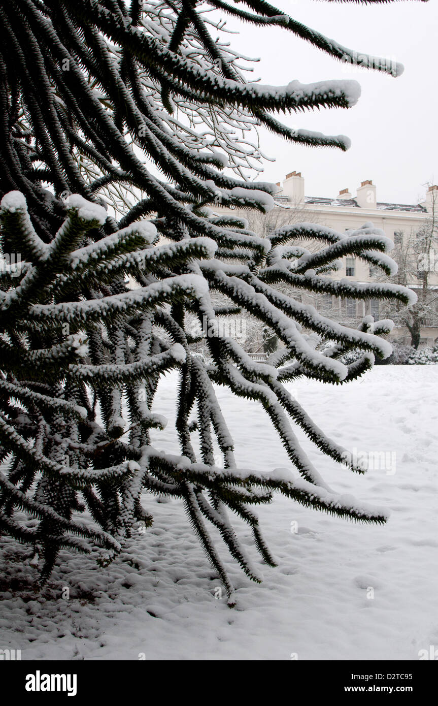 Affe Puzzle Baum, Araucaria Araucana, im Winter mit Schnee Stockfoto