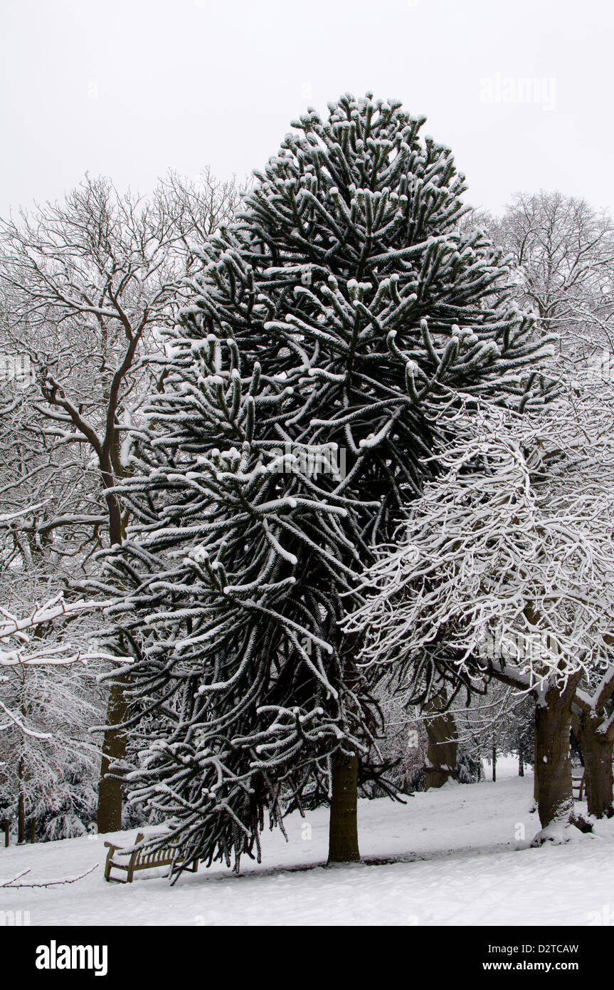 Affe Puzzle Baum, Araucaria Araucana, mit Schnee auf Stockfoto