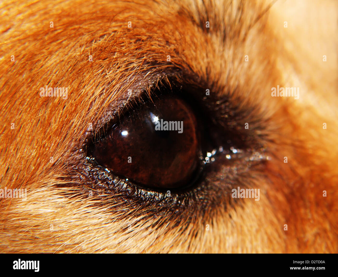 Hund Auge - Makro Stockfoto