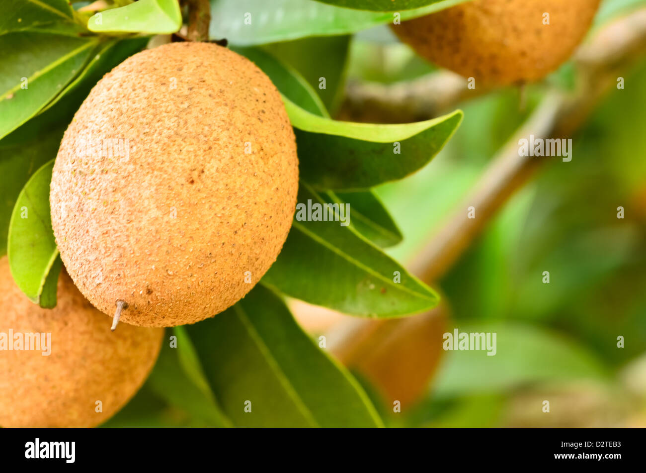 Sapodilla Obst hautnah Stockfoto