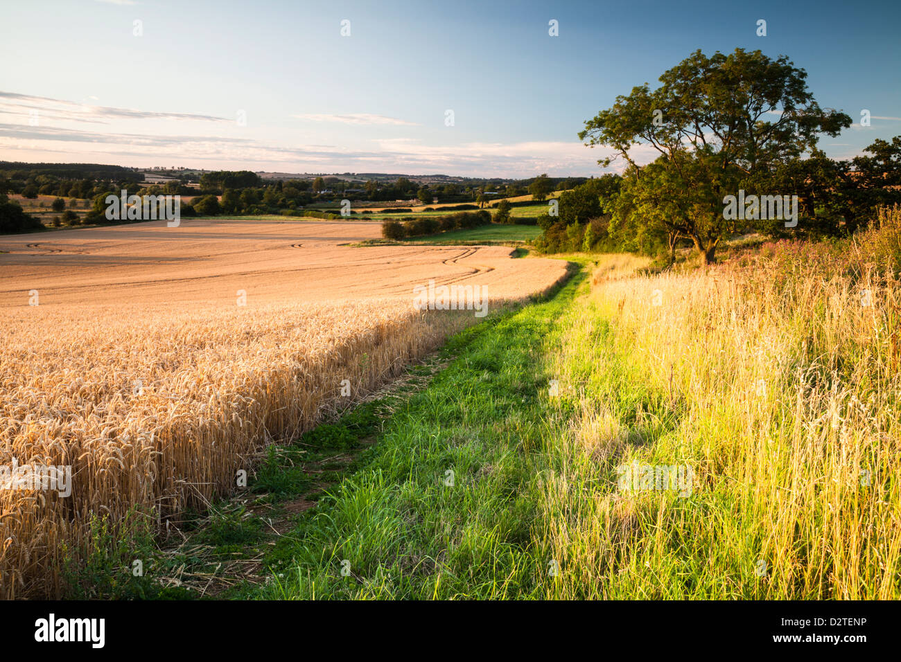 Breiten Feldrand und Hecke neben einem Feld von gereiften Weizen in Brampton Tal, Brixworth, Northamptonshire, England Stockfoto