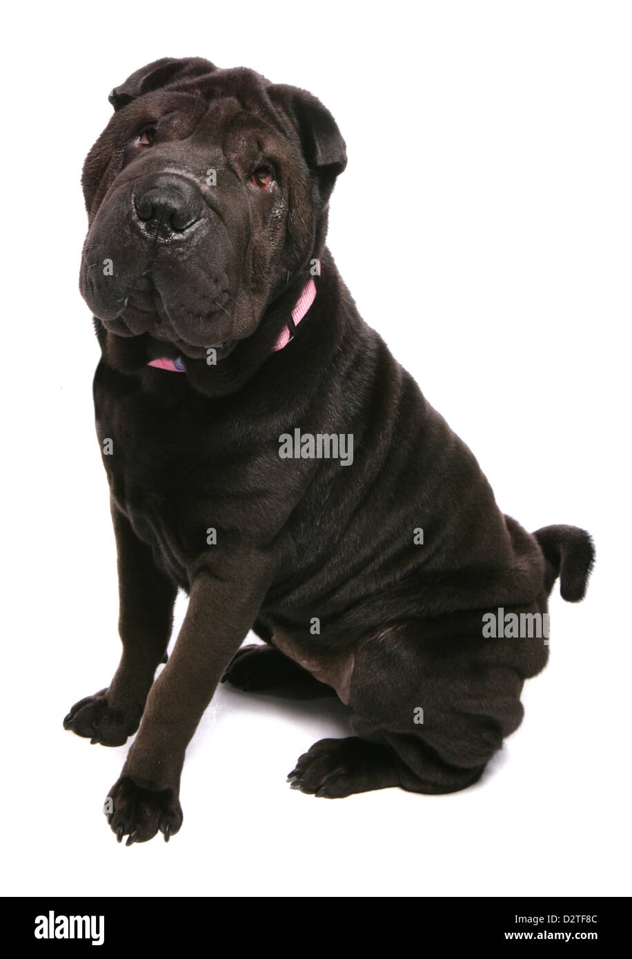 Shar pei Hunde Studio Ausschnitt Stockfoto