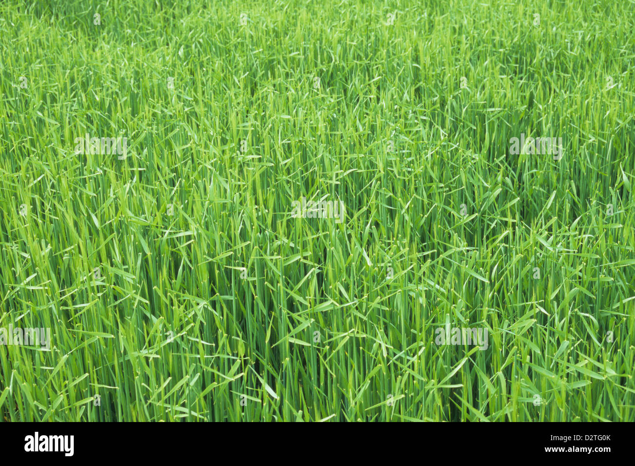 Detail der Hintergrundbeleuchtung Feld des Frühlings zwei gerudert Gerste oder Hordeum Distichon beginnt zu sprießen seedheads Stockfoto