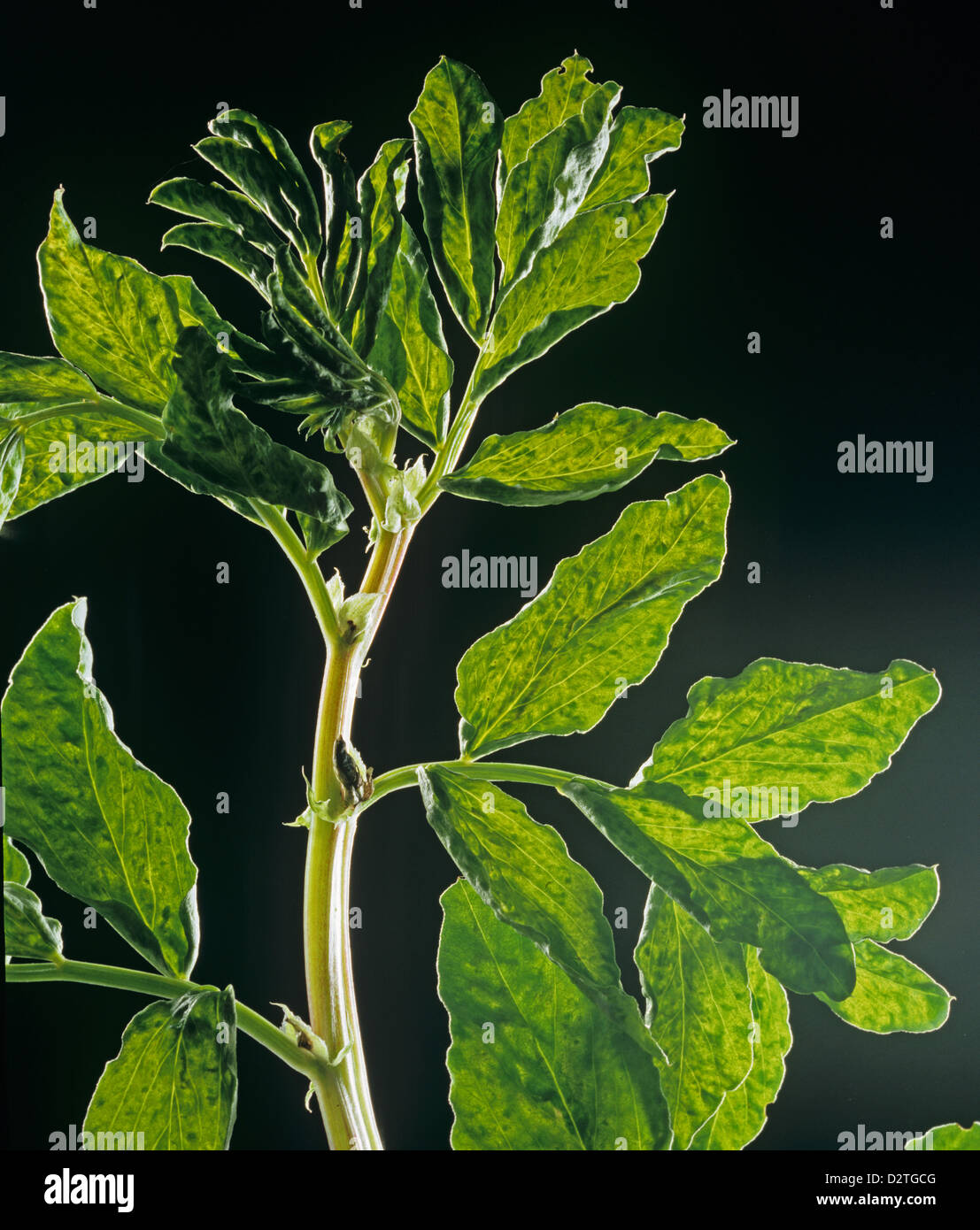 Erbse Enation Mosaik-Virus, PEMV, Marmorierung in Erbse Blätter oben gezeigt durch Gegenlicht Stockfoto