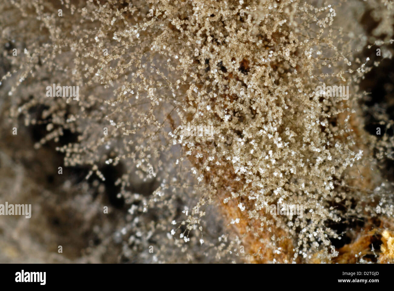 Grauschimmel (Grauschimmel), Botrytis Cinerea, Myzel auf Pelargonium Stamm Stockfoto