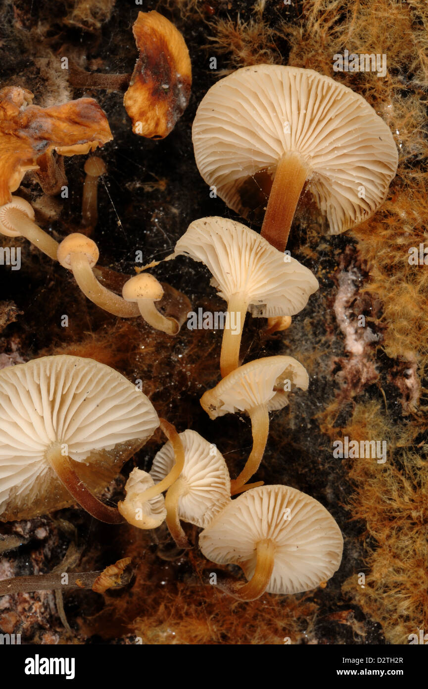 Gruppierte Motorhaube Mycena inclinata Stockfoto