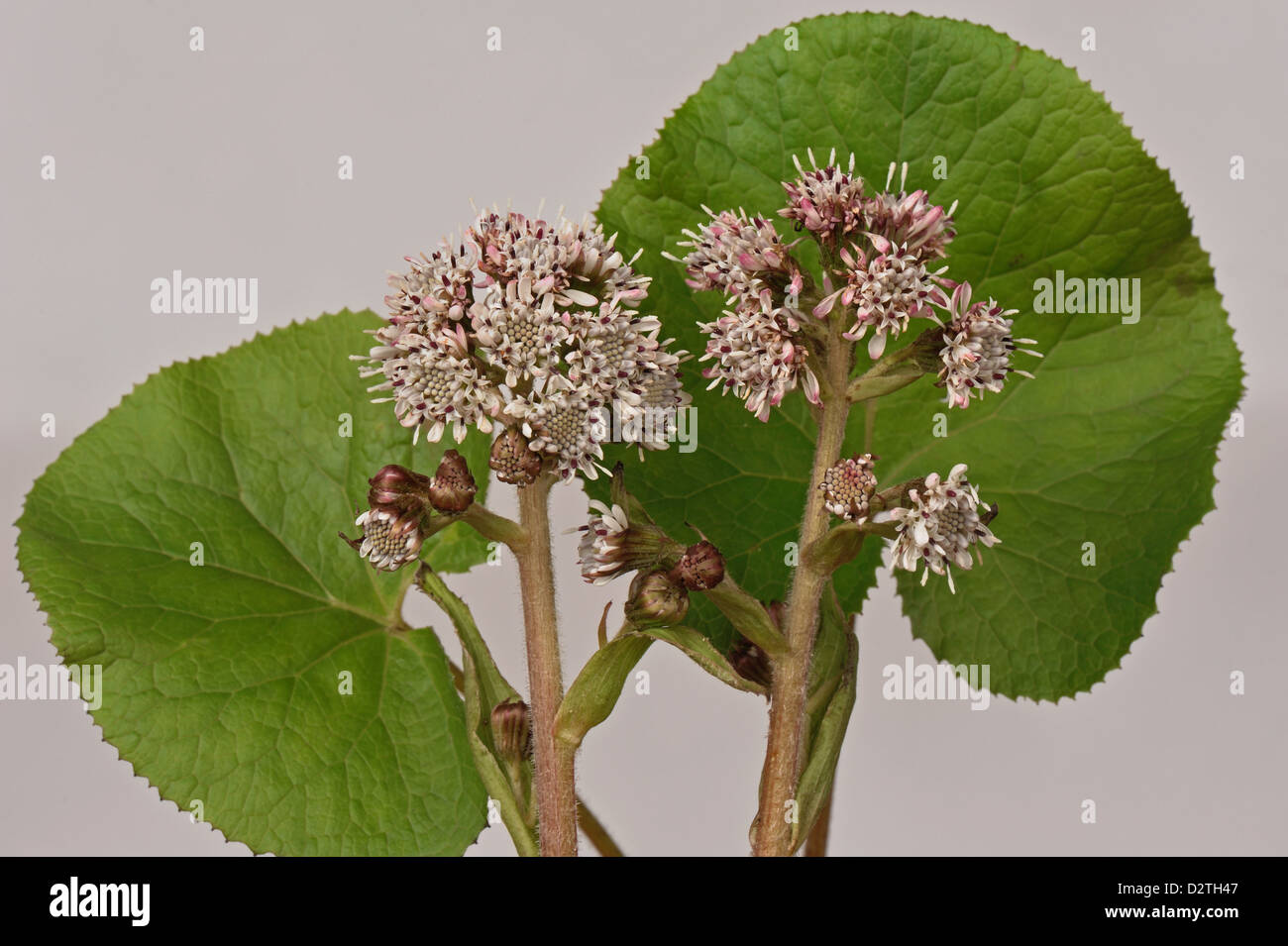 Blume-Spikes von gemeinsamen Pestwurz, Petasites Hybridus, einem frühen zusammengesetzte Blütenpflanze Stockfoto