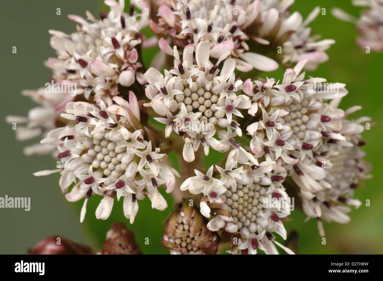 Blume des gemeinsamen Pestwurz, Petasites Hybridus, einem frühen zusammengesetzte Blütenpflanze Stockfoto