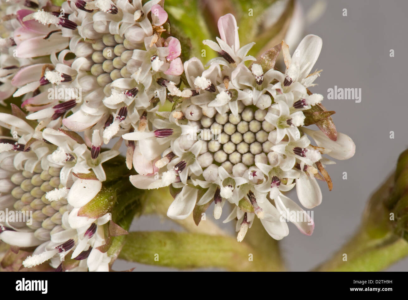 Blume des gemeinsamen Pestwurz, Petasites Hybridus, einem frühen zusammengesetzte Blütenpflanze Stockfoto