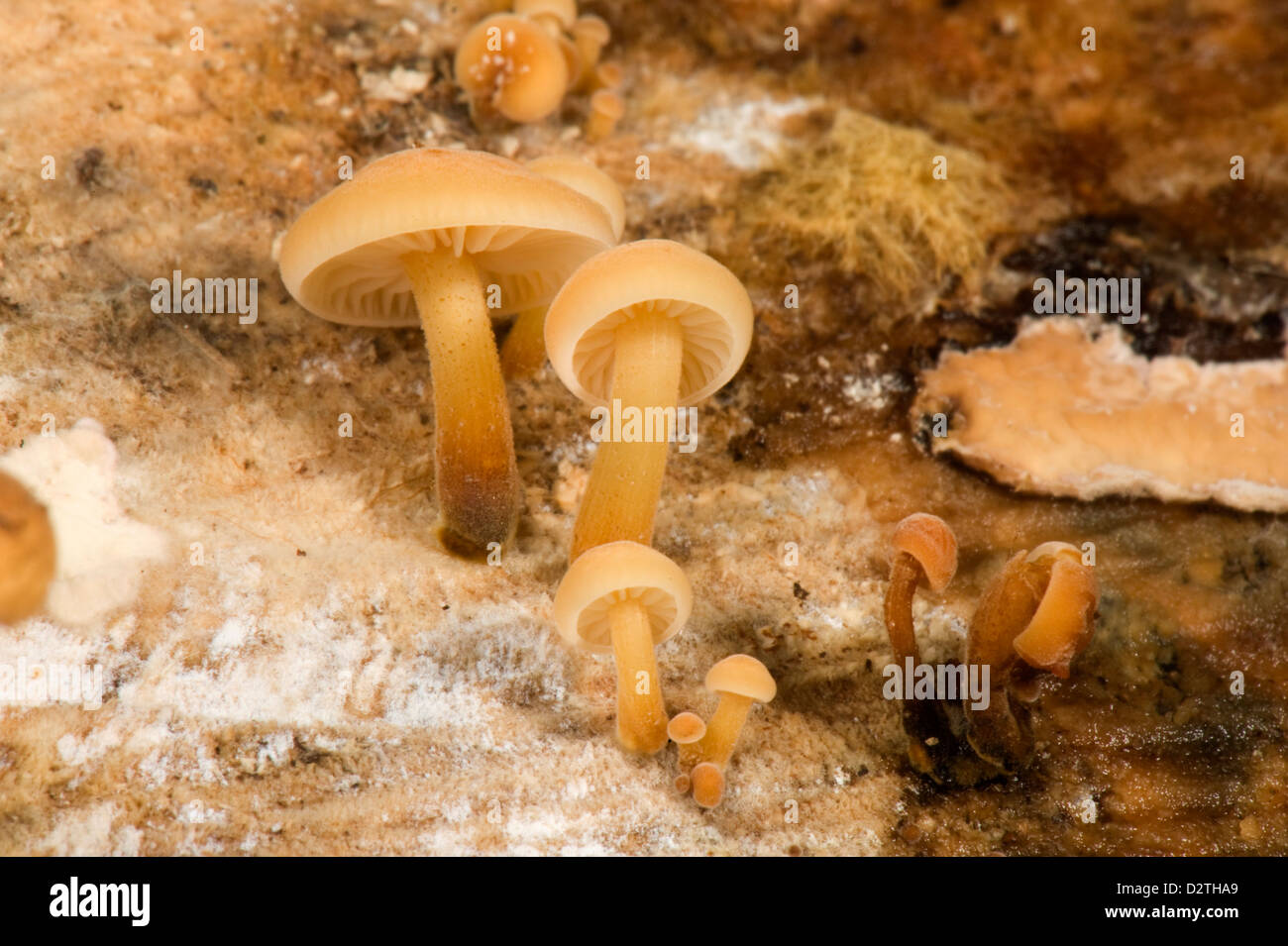 Gruppierte Motorhaube, Mycena Inclinata, Gruppen der Pilze wachsen auf einem Holz Eichenklotz Stockfoto
