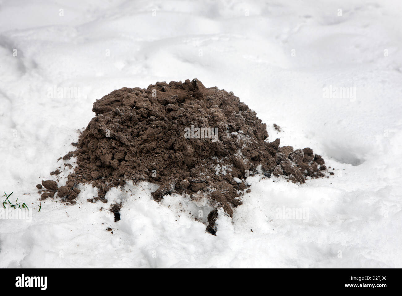 Maulwurfshügel / Maulwurf Hügel / Molecast von Europäischen Maulwurf (Talpa Europaea) auf Rasen im Schnee im Winter Stockfoto
